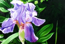 Iris - oil, canvas